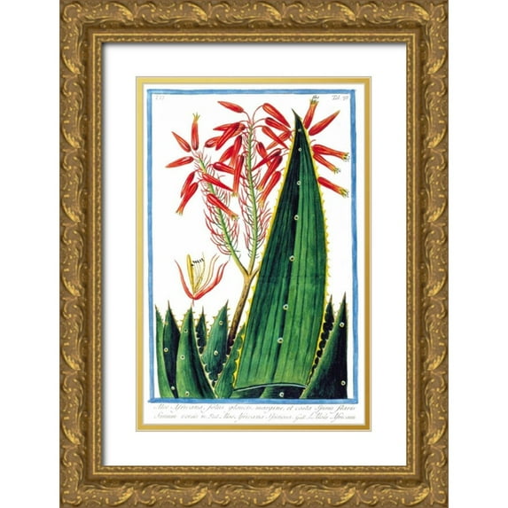 Bonelli, Giorgio 13x18 Gold Ornate Wood Framed with Double Matting Museum Art Print Titled - Aloe Africana