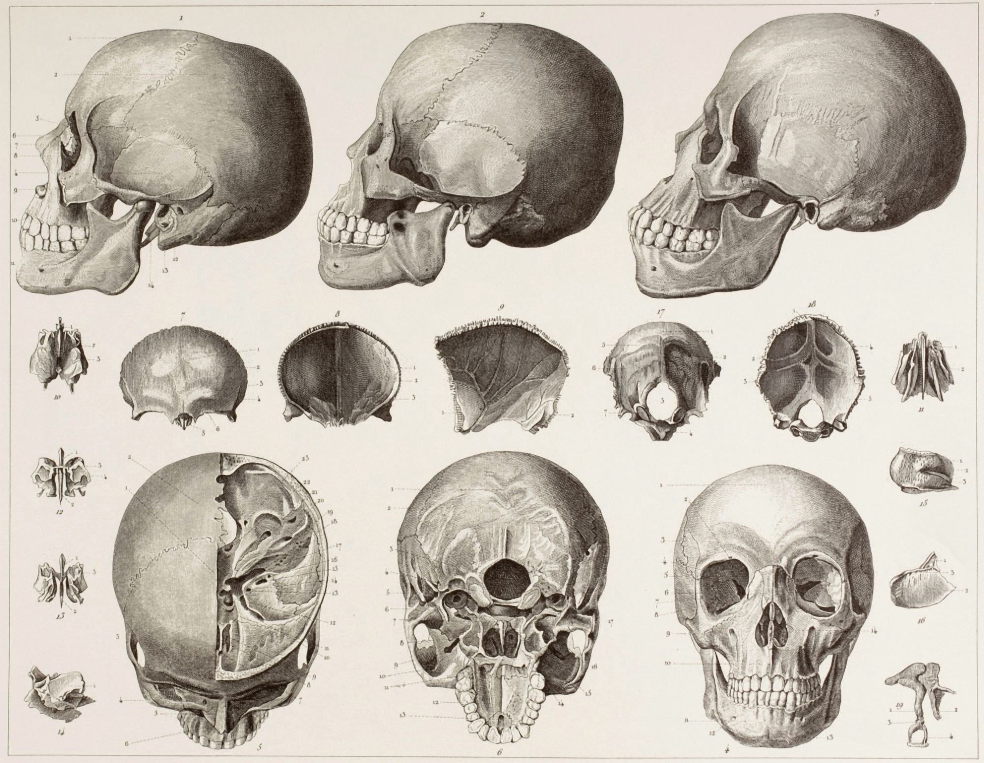 Bones Of The Head After A 19Th Century Print Canvas Art - Ken Welsh Design Pics (32 x 26)
