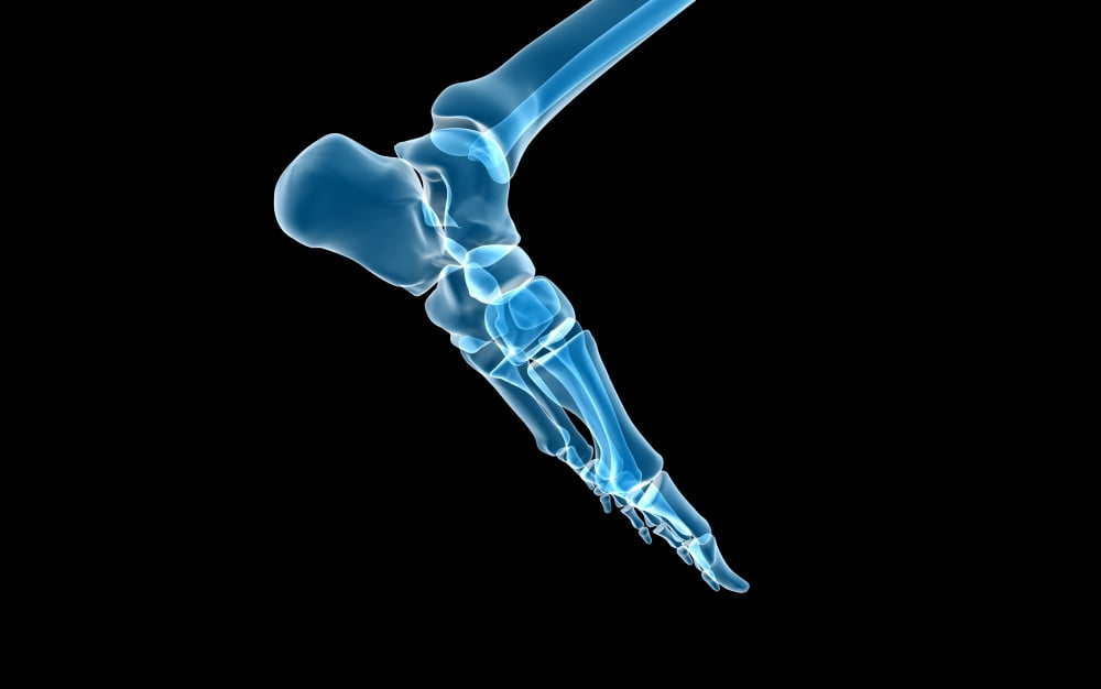 Bones in the human foot Canvas Art - Stocktrek Images (36 x 23)