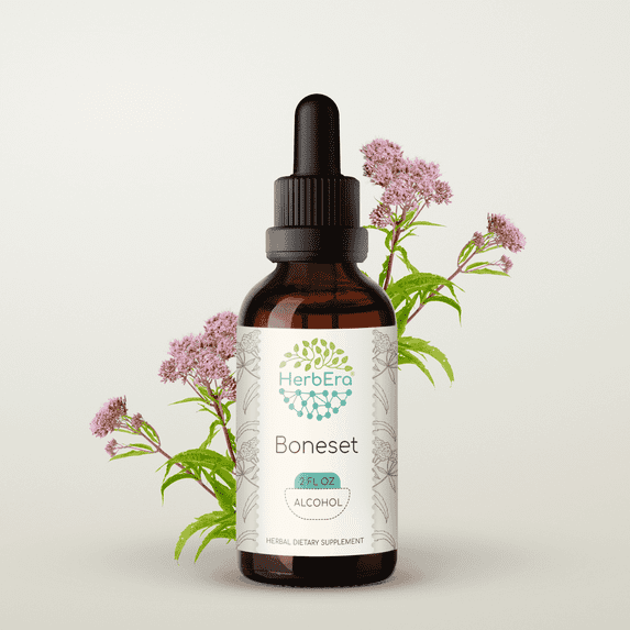 HerbEra Boneset Tincture, Herbal Dietary Supplement for Immune Support, Boneset (Eupatorium perfoliatum) Dried Herb Extract, Natural, Alcohol Tincture, Drops 2 oz