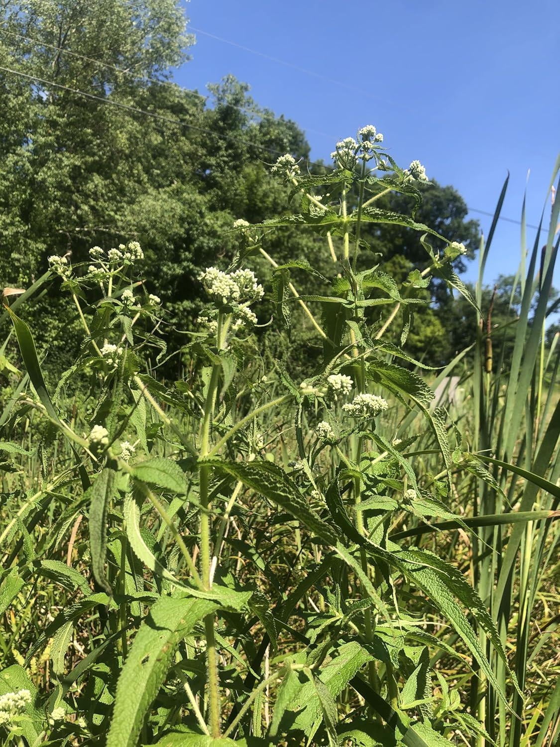 Native Boneset Boneset (Eupatorium perfoliatum) 200 Organic Seeds (0.1 gram) by Smoke ...