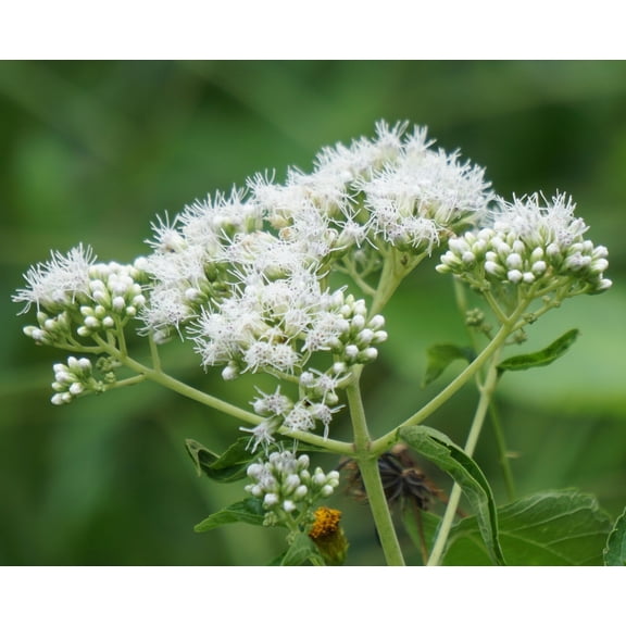 Boneset Eupatorium perfoliatum Meadow Premium Seeds for Planting Packet