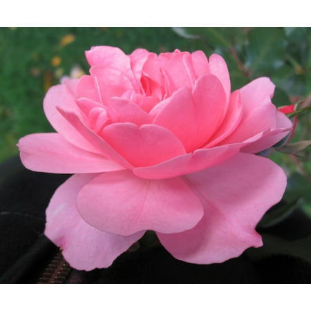 Bonica® Shrub Rose Bush - 4" Pot - World's Favorite Rose