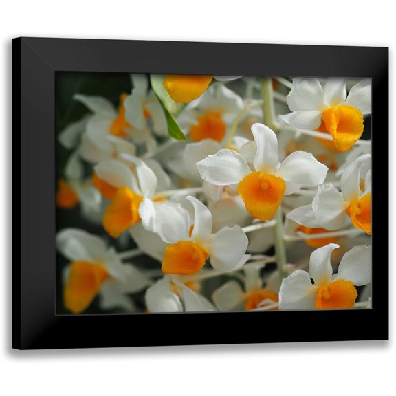 Bonin, Suzanne 14x12 Black Modern Framed Museum Art Print Titled - Dendrobium Thyrsiflorum