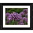thumbnail image 1 of Bonin, Suzanne 14x12 Black Ornate Wood Framed with Double Matting Museum Art Print Titled - Giant Allium, 1 of 4
