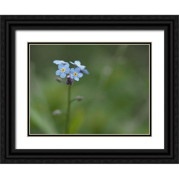 Bonin, Suzanne 14x12 Black Ornate Wood Framed with Double Matting Museum Art Print Titled - Never Forget