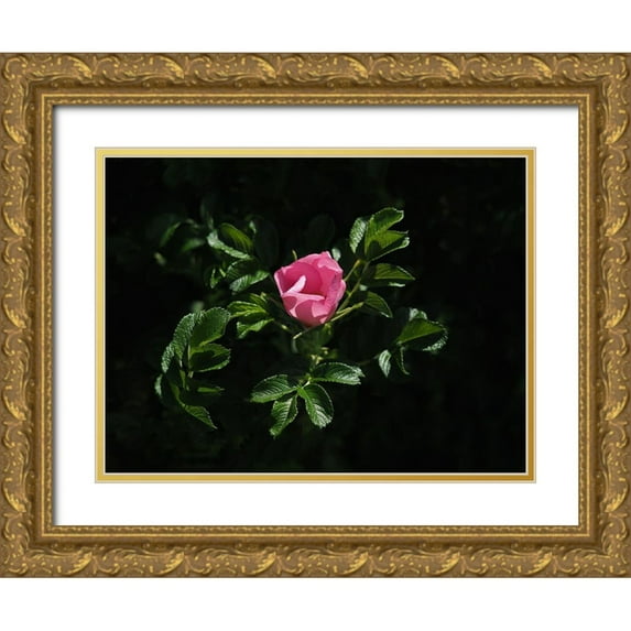 Bonin, Suzanne 14x12 Gold Ornate Wood Framed with Double Matting Museum Art Print Titled - Beach Rose