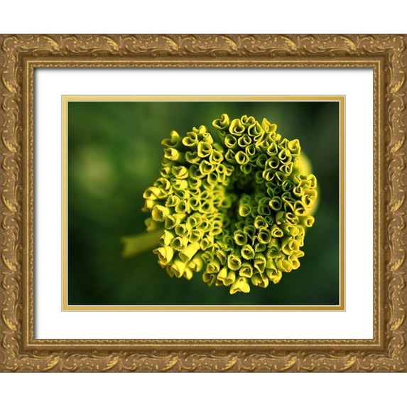 Bonin, Suzanne 14x12 Gold Ornate Wood Framed with Double Matting Museum Art Print Titled - Ringlets