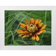thumbnail image 1 of Bonin, Suzanne 14x12 White Modern Wood Framed Museum Art Print Titled - Budding Rudbeckia, 1 of 4