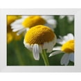 thumbnail image 1 of Bonin, Suzanne 14x12 White Modern Wood Framed Museum Art Print Titled - Chamomile, 1 of 4