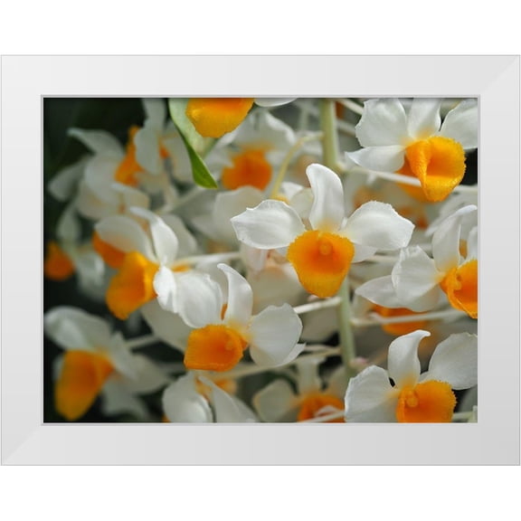 Bonin, Suzanne 14x12 White Modern Wood Framed Museum Art Print Titled - Dendrobium Thyrsiflorum