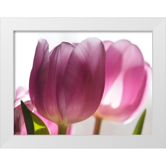 Bonin, Suzanne 14x12 White Modern Wood Framed Museum Art Print Titled - Pink Tulips