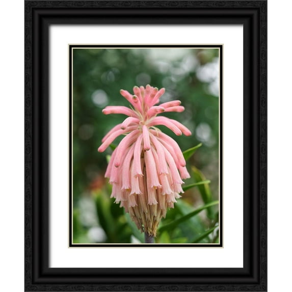 Bonin, Suzanne 15x18 Black Ornate Wood Framed with Double Matting Museum Art Print Titled - Forest Lily