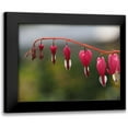 thumbnail image 1 of Bonin, Suzanne 18x15 Black Modern Framed Museum Art Print Titled - Bleeding Heart, 1 of 5