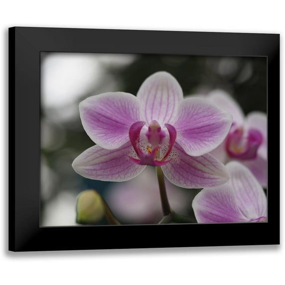 Bonin, Suzanne 18x15 Black Modern Framed Museum Art Print Titled - Little Blue Bird