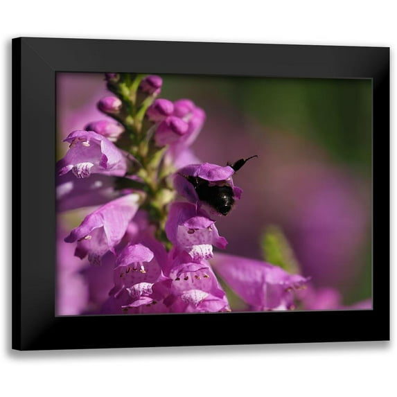 Bonin, Suzanne 18x15 Black Modern Framed Museum Art Print Titled - Looking for something