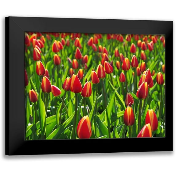 Bonin, Suzanne 18x15 Black Modern Framed Museum Art Print Titled - Tulip Background