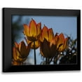 thumbnail image 1 of Bonin, Suzanne 18x15 Black Modern Framed Museum Art Print Titled - Tulips at Dawn, 1 of 5
