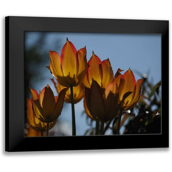 Bonin, Suzanne 18x15 Black Modern Framed Museum Art Print Titled - Tulips at Dawn