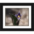thumbnail image 1 of Bonin, Suzanne 18x15 Black Ornate Wood Framed with Double Matting Museum Art Print Titled - Fuzzy Beauty, 1 of 4