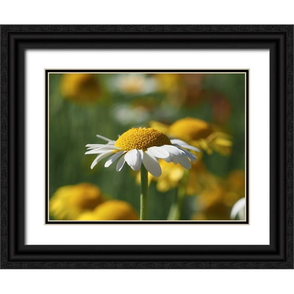 Bonin, Suzanne 18x15 Black Ornate Wood Framed with Double Matting Museum Art Print Titled - White Chamomile