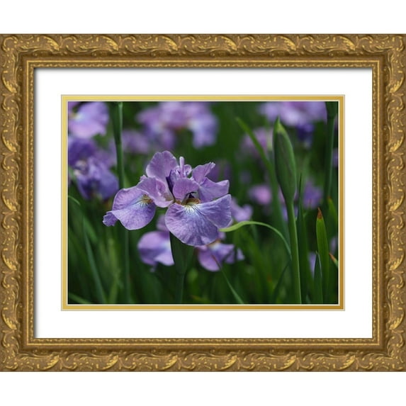 Bonin, Suzanne 18x15 Gold Ornate Wood Framed with Double Matting Museum Art Print Titled - Purple One