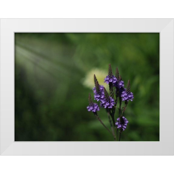 Bonin, Suzanne 18x15 White Modern Wood Framed Museum Art Print Titled - Blue Vervain
