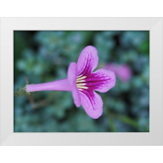 Bonin, Suzanne 18x15 White Modern Wood Framed Museum Art Print Titled - Cape Primrose