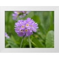 thumbnail image 1 of Bonin, Suzanne 18x15 White Modern Wood Framed Museum Art Print Titled - Drumstick Primrose, 1 of 4