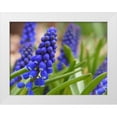 thumbnail image 1 of Bonin, Suzanne 18x15 White Modern Wood Framed Museum Art Print Titled - Grape Hyacinth, 1 of 4
