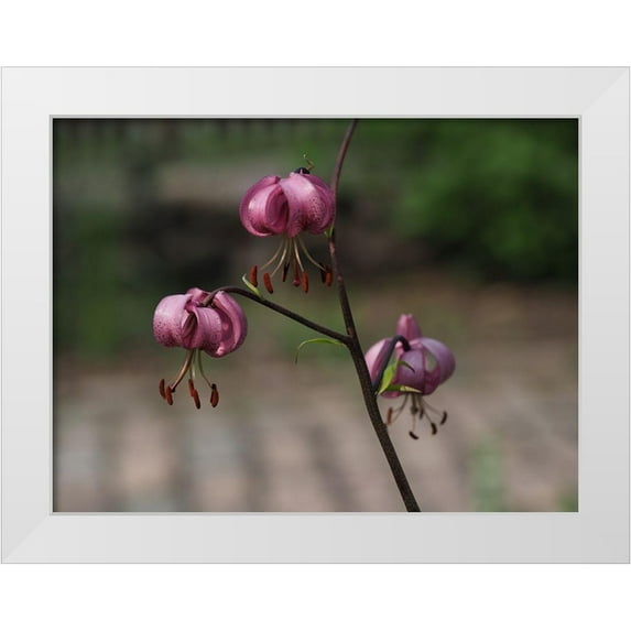 Bonin, Suzanne 18x15 White Modern Wood Framed Museum Art Print Titled - Martagon Lily