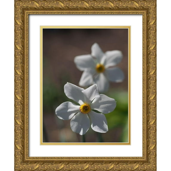 Bonin, Suzanne 19x24 Gold Ornate Wood Framed with Double Matting Museum Art Print Titled - Poets Daffodil