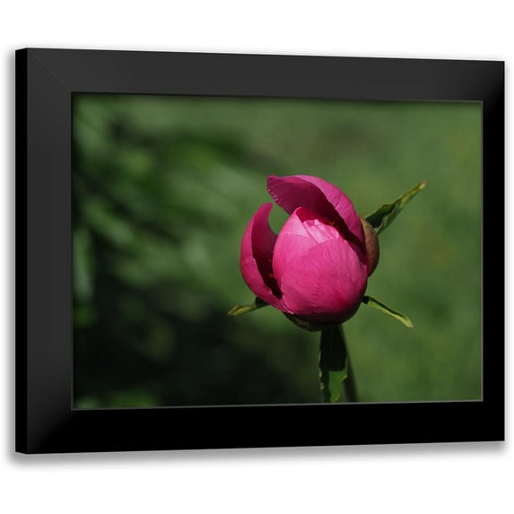 Bonin, Suzanne 24x19 Black Modern Framed Museum Art Print Titled - Budding