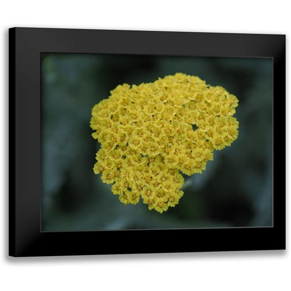 Bonin, Suzanne 24x19 Black Modern Framed Museum Art Print Titled - Morning Dew