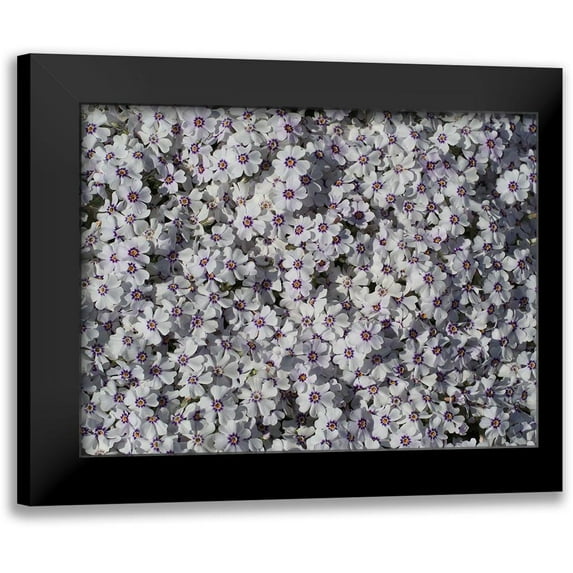 Bonin, Suzanne 24x19 Black Modern Framed Museum Art Print Titled - Moss Phlox