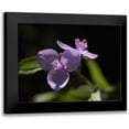thumbnail image 1 of Bonin, Suzanne 24x19 Black Modern Framed Museum Art Print Titled - Spiderwort, 1 of 5
