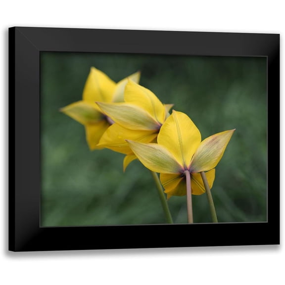 Bonin, Suzanne 24x19 Black Modern Framed Museum Art Print Titled - Spring Forward