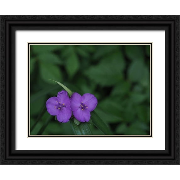 Bonin, Suzanne 24x19 Black Ornate Wood Framed with Double Matting Museum Art Print Titled - Virginia Spiderwort
