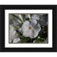 thumbnail image 1 of Bonin, Suzanne 24x19 Black Ornate Wood Framed with Double Matting Museum Art Print Titled - White Phlox with Dew Drops, 1 of 4
