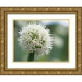 thumbnail image 1 of Bonin, Suzanne 24x19 Gold Ornate Wood Framed with Double Matting Museum Art Print Titled - Allium Pskemense, 1 of 4