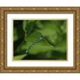 thumbnail image 1 of Bonin, Suzanne 24x19 Gold Ornate Wood Framed with Double Matting Museum Art Print Titled - Blue Damselfly, 1 of 4