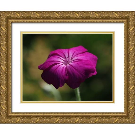 Bonin, Suzanne 24x19 Gold Ornate Wood Framed with Double Matting Museum Art Print Titled - Rose Campion