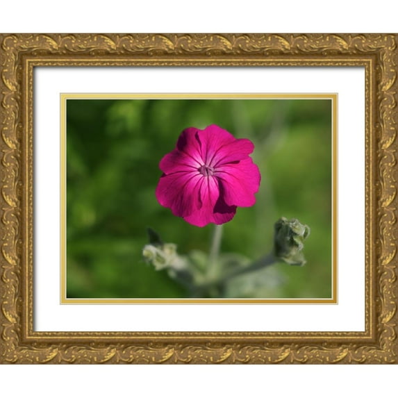 Bonin, Suzanne 24x19 Gold Ornate Wood Framed with Double Matting Museum Art Print Titled - Velvety Beauty