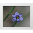 thumbnail image 1 of Bonin, Suzanne 24x19 White Modern Wood Framed Museum Art Print Titled - Blue Eyed Grass, 1 of 4