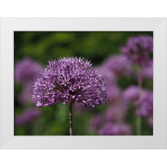 Bonin, Suzanne 24x19 White Modern Wood Framed Museum Art Print Titled - Giant Allium