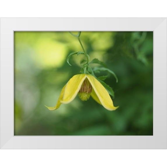 Bonin, Suzanne 24x19 White Modern Wood Framed Museum Art Print Titled - Orange Peel