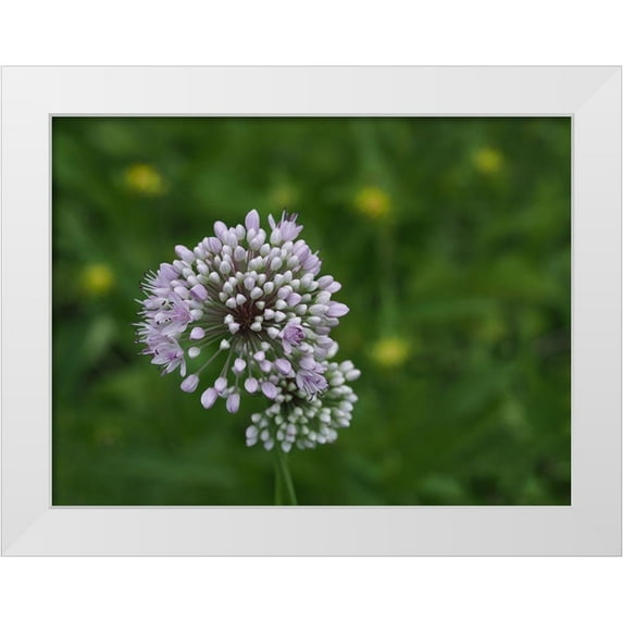 Bonin, Suzanne 24x19 White Modern Wood Framed Museum Art Print Titled - Prairie Onion Buds
