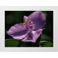thumbnail image 1 of Bonin, Suzanne 24x19 White Modern Wood Framed Museum Art Print Titled - Purple Spiderwort, 1 of 4