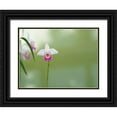thumbnail image 1 of Bonin, Suzanne 32x25 Black Ornate Wood Framed with Double Matting Museum Art Print Titled - Bamboo Orchid, 1 of 4