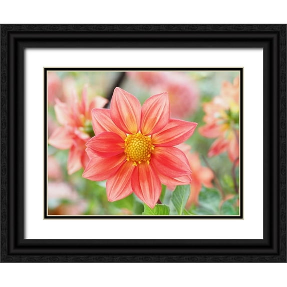 Bonin, Suzanne 32x25 Black Ornate Wood Framed with Double Matting Museum Art Print Titled - Dahlia Pinnata